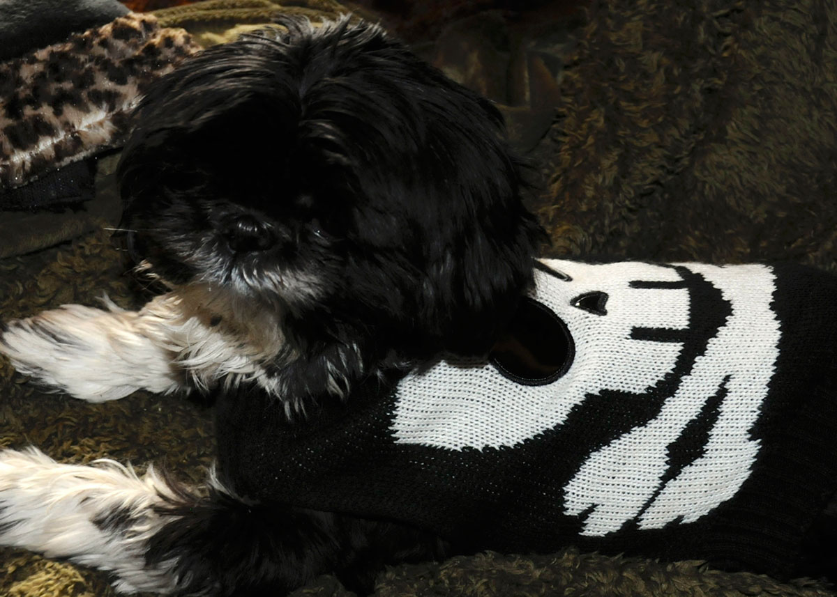 Nigel, the cool dude shih tzu
