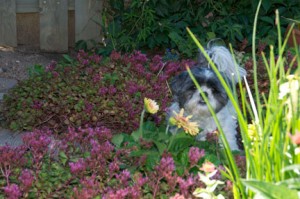 2014_08_5_FLower_in_flowers